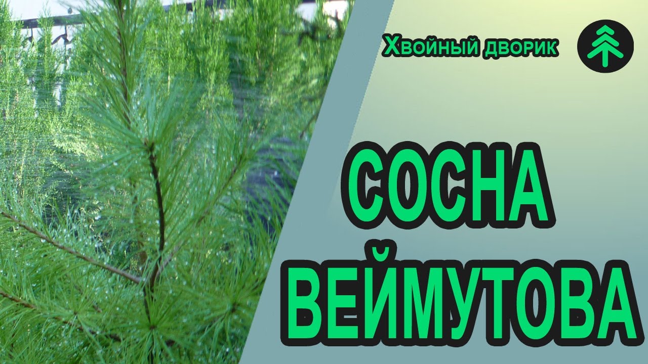 Сосна Веймутова,она же белая-небольшой обзор - YouTube