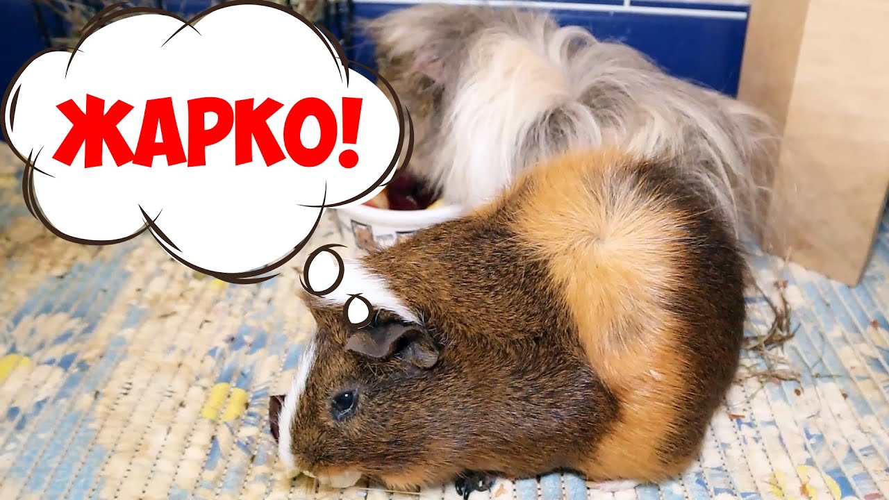 Как спасти морскую свинку от жары? Морская свинка перегрелась на солнце