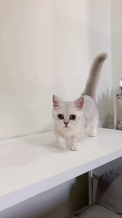 Adopsi kucing baru lagi, ada yg tau ini kucing jenis apa?