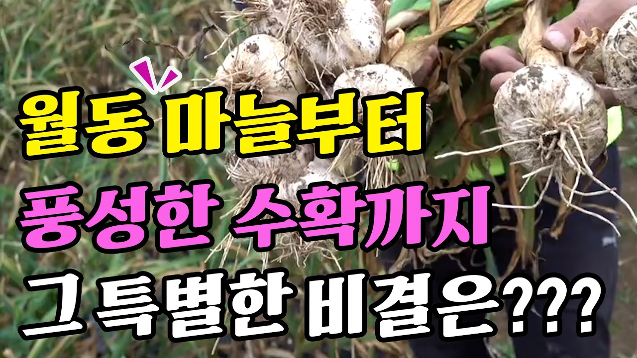 월동 마늘부터 풍성한 수확까지 그 특별한 비결은? |  홍산 마늘 재배 농법
