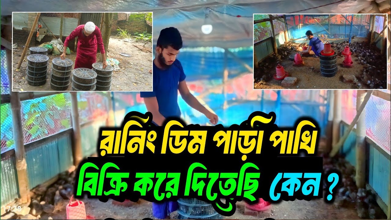 রানিং ডিম পাড়ি পাখি বিক্রি করে দিলাম কেন? পুরো সত্য প্রকাশ!
