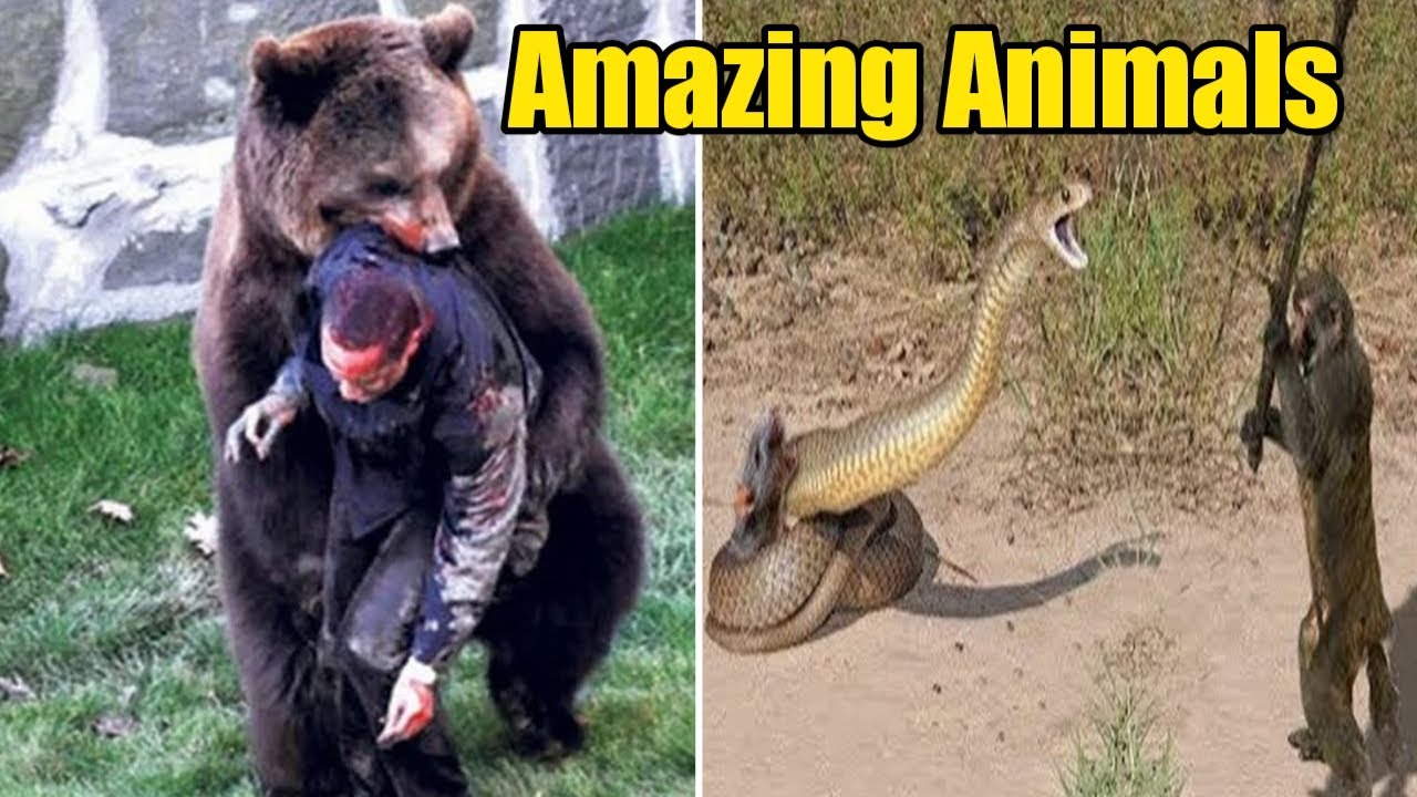 Top 5 amazing animals on Earth in Knowledge Scope YouTube