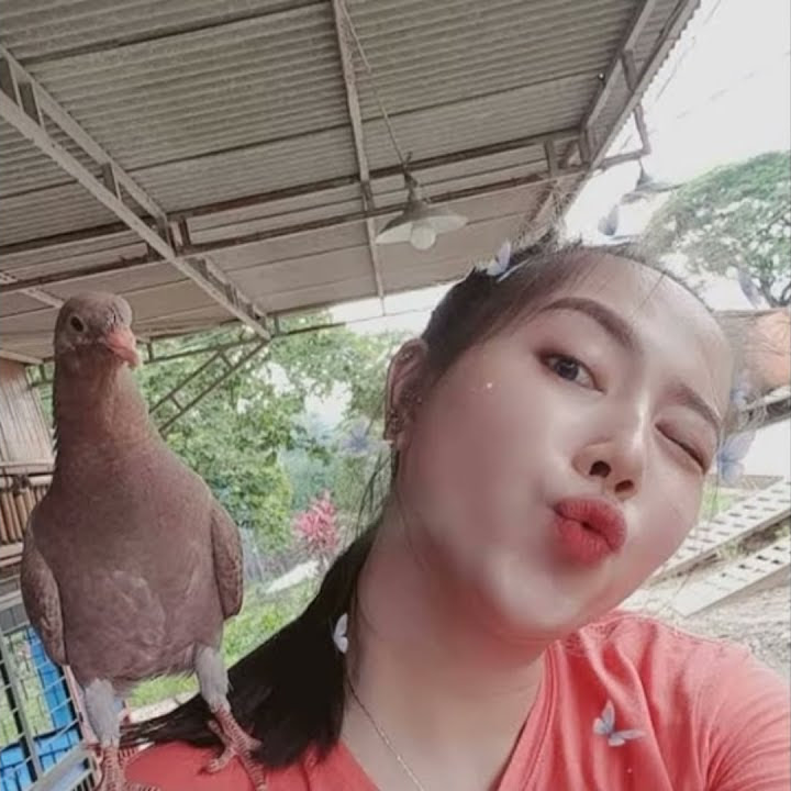 Story WA Keren Merpati  ( Vidio Listerasi Keren )