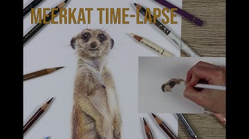 Meerkat Drawing Time-Lapse | Full Colour Pencil Illustration