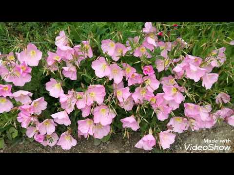 Видео: Какво е розова вечерна иглика: Как да отглеждаме растения от розова вечерна иглика