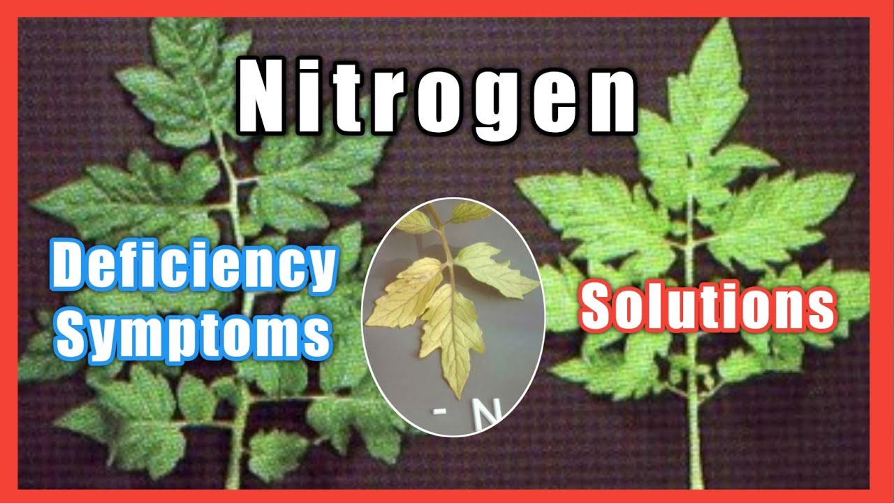 Nitrogen Deficiency Symptoms and Solutions in Plants