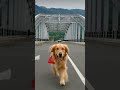 dog love #dogshorts #doglife #doglove #dogvideos