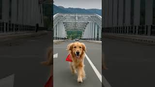 dog love #dogshorts #doglife #doglove #dogvideos