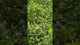 Celebrity Smell the sweetness of Honeysuckle! #inthegarden #honeysuckle #pollinatorgarden #honeybees Profile