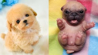 Baby Dogs - Cute and Funny Dog Videos Compilation 2021 😍 by Eyebleach Inside 822 views 3 years ago 11 minutes, 25 seconds