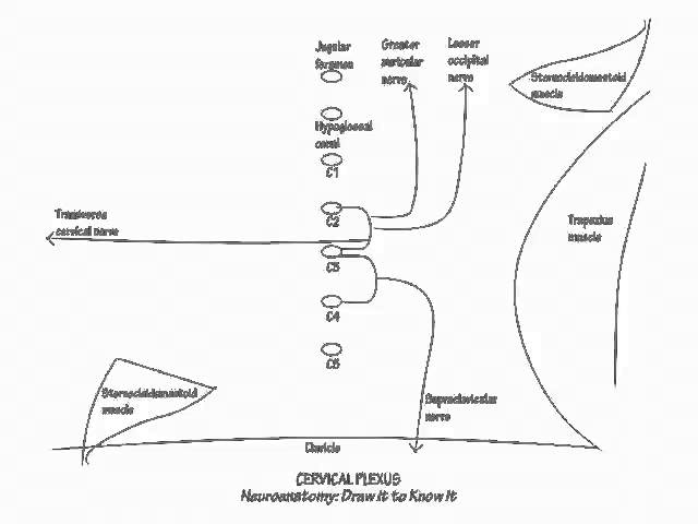 cervical plexus - Draw it to Know it - Neuroanatomy Tutorial 