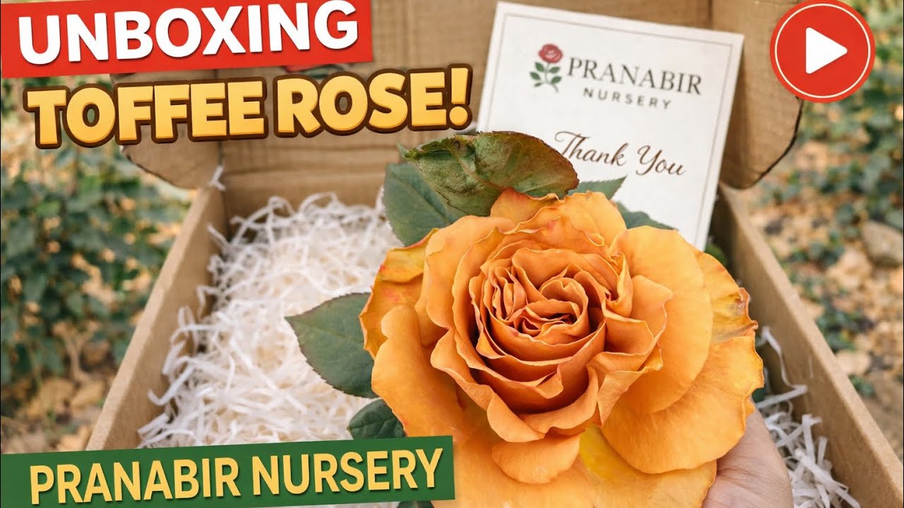 I Didn’t Expect THIS Quality! Toffee Rose Unboxing from Pushpanjali Pranabir @puspanjalipranabir 