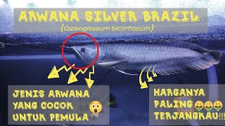 IKAN ARWANA SILVER BRAZIL | Ikan Arwana yang Cocok untuk Pemula!