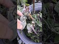 graveyard garden walk.