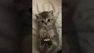 لهذا السبب بدأت هذه الفتاة بقطع جدار غرفتها! 😱