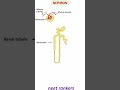 Structure of Nephron #neet_rankers #neetbiology #neetmotivation #ncert_biology #neetpreparation