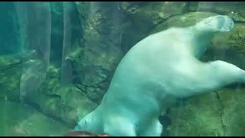 A Polar Bear in the water #DISCOVER #Manitoba #Win...