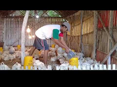 Cara Beternak Ayam Pedaging. 