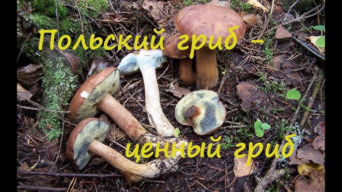 Рецепты готовки маховика гриба. Как приготовить вкусную и ароматную пищу из маховика гриба.