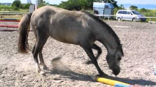 Angry Horse screenshot 5