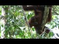 Wildlife of Indonesia, Orangutans and Probiscious Monkey in Tanjung Puting National Park Borneo