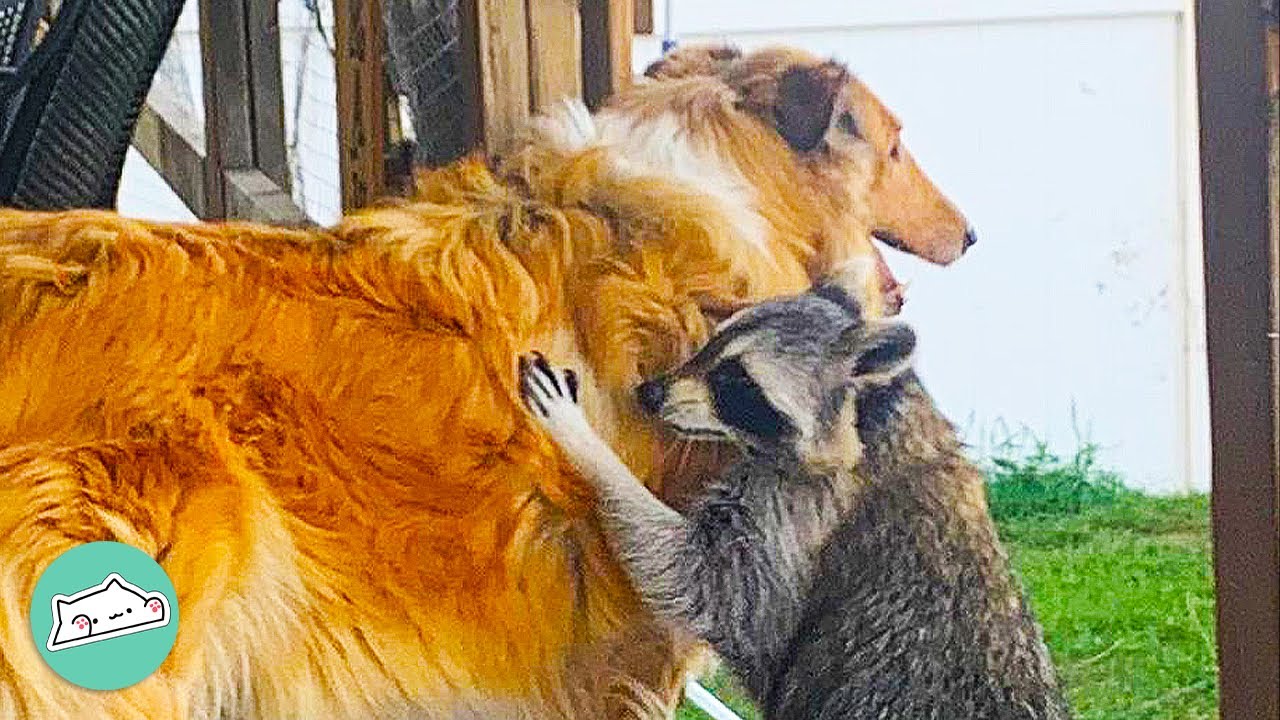 This Racoon Has A Dog As His Bro Cuddle Buddies YouTube this-racoon-has-a-dog-as-his-bro-cuddle-buddies-youtube