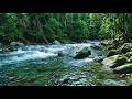 Soothing Natural River Water Sounds 🍃 White Noise for Sleep