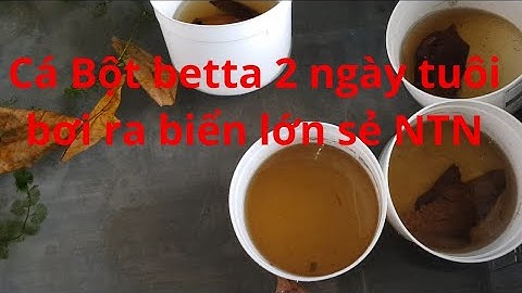 CHO CÁ BỘT 2 NGÀY TUỔI RA HỒ LỚN NTN