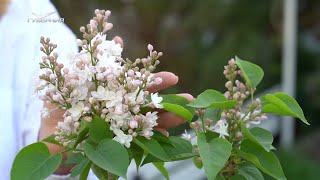 Сажаем сирень и клематис. Дачные сезоны