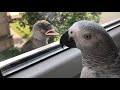 Kavčí návštěva | Ciri | Zireael | Žako Kongo | African Grey