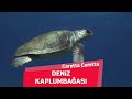 Deniz kaplumbaalar  caretta caretta