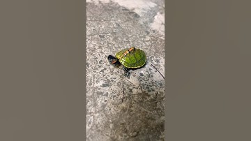 Very Lucky Golden And Green Turtle Viral Video #turtleday #turtlelover #worldturtleday #turtleseason