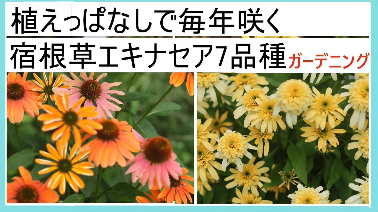 7 varieties of Echinacea a perennial perennial herb that blooms