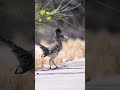 🧐🧐🧐🧐 Ada yang berani adu kecepatan? #animals #facts #videoshort #kangkong #roadrunners