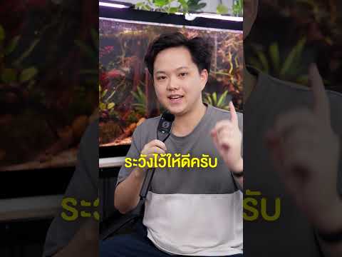 เตือนภัยคนเล่นหุ้นไทย