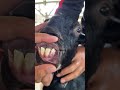 Goat S Teeth Shorts Farming Goat