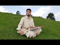 Mata pa speena khula khandal makawa  pashto folk  rabab  siyal khan