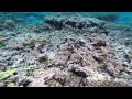 Coral Reefs and Heat Stress