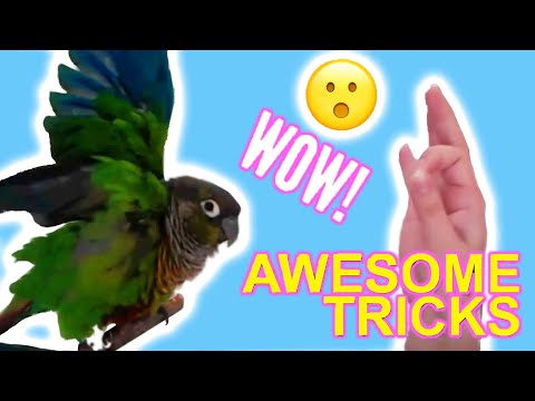 How to Train your Bird to do Awesome Tricks Tutorial!