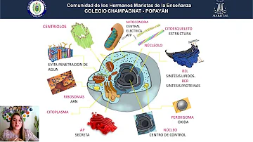 ¿Cuáles son las características de una célula eucariota?