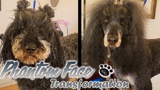 Phantom Face Transformation - Clean Face on a Standard Phantom Poodle - Gina's Grooming