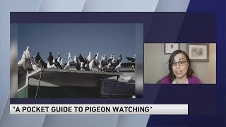 A Pocket Guide to Pigeon Watching Getting to Know the World s Most Misunderstood Bird