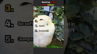 Ranking Viral Owl Clips!