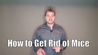 How to get rid of mice