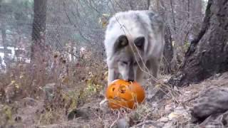 WOLF Halloween