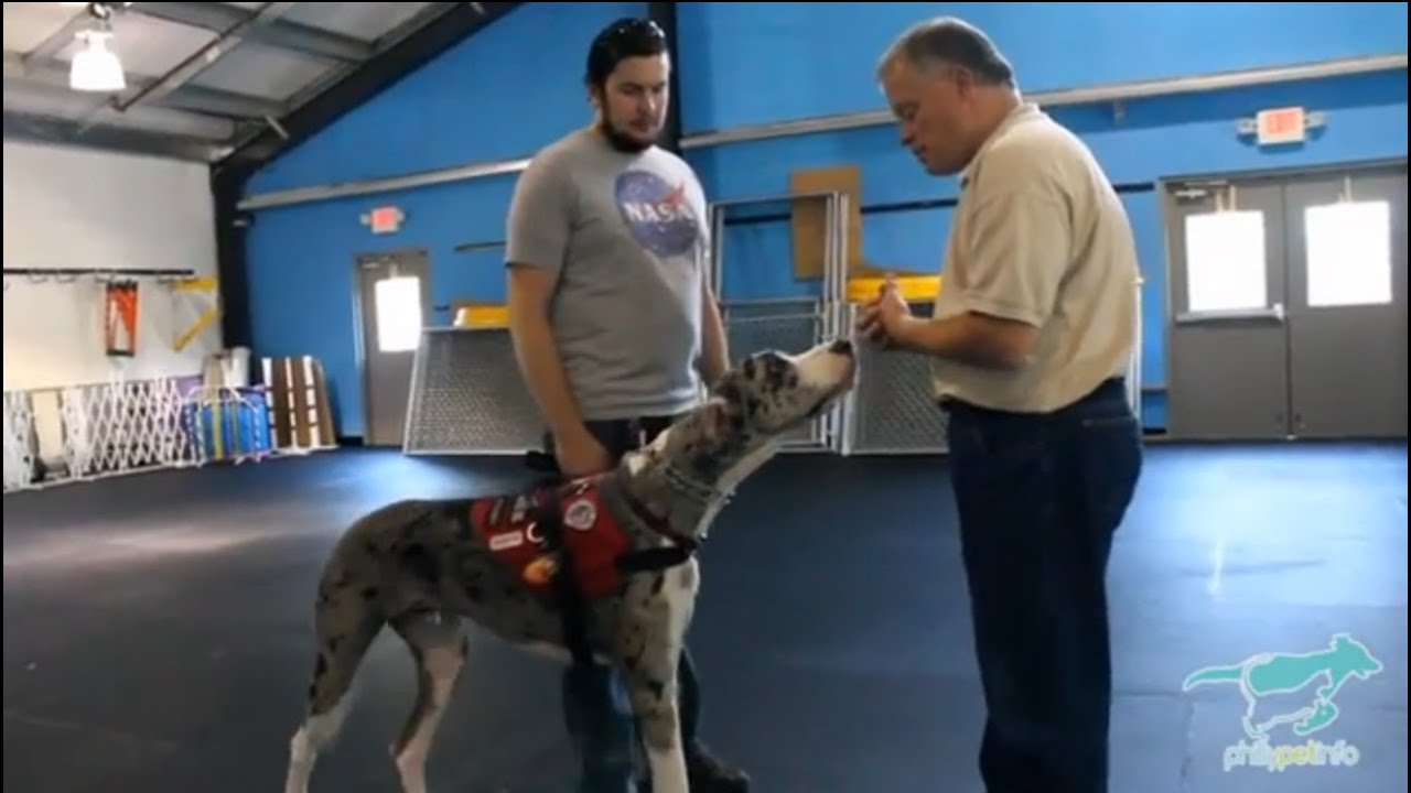 Main Line Deputy Dog Service Dog Training Philly Pet Info YouTube