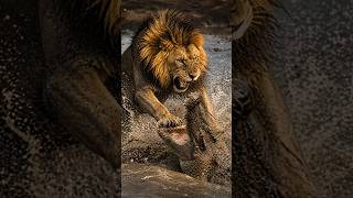 Lion vs Crocodile 😱 | Ultimate River Battle