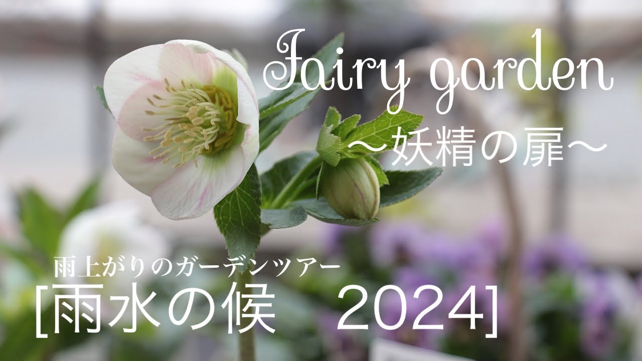 雨水の候　雨上がりのお庭ツアー　[ガーデニング][クリスマスローズ]