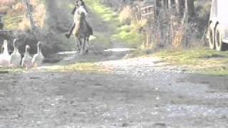 Jumping The Notorious Haflinger Pony