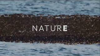 EBS ID - Nature (2026)